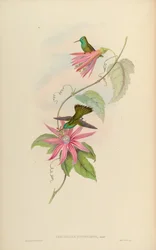 Thaumatias nitidifrons = Amazilia versicolor nitidifrons